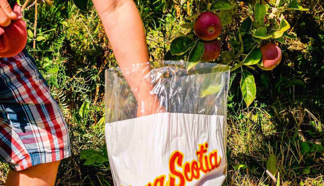 Boy putting hands into apple bag at a apple U-Pick in Nova Scotia